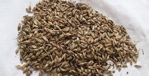 麥芽精 麥芽精價格 報價 麥芽精品牌廠家